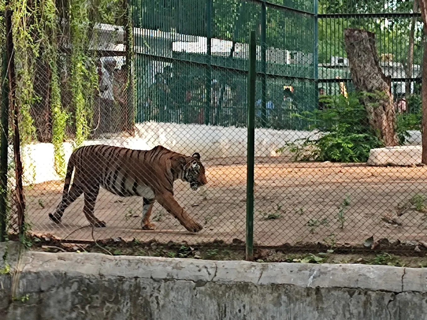 Kankaria Zoo — photo 1