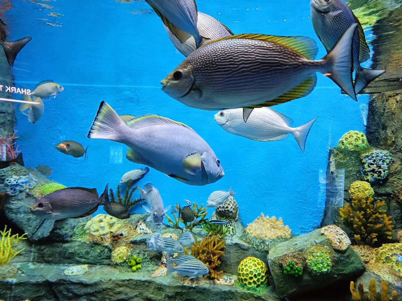 Aquatic Gallery Science City — photo 3
