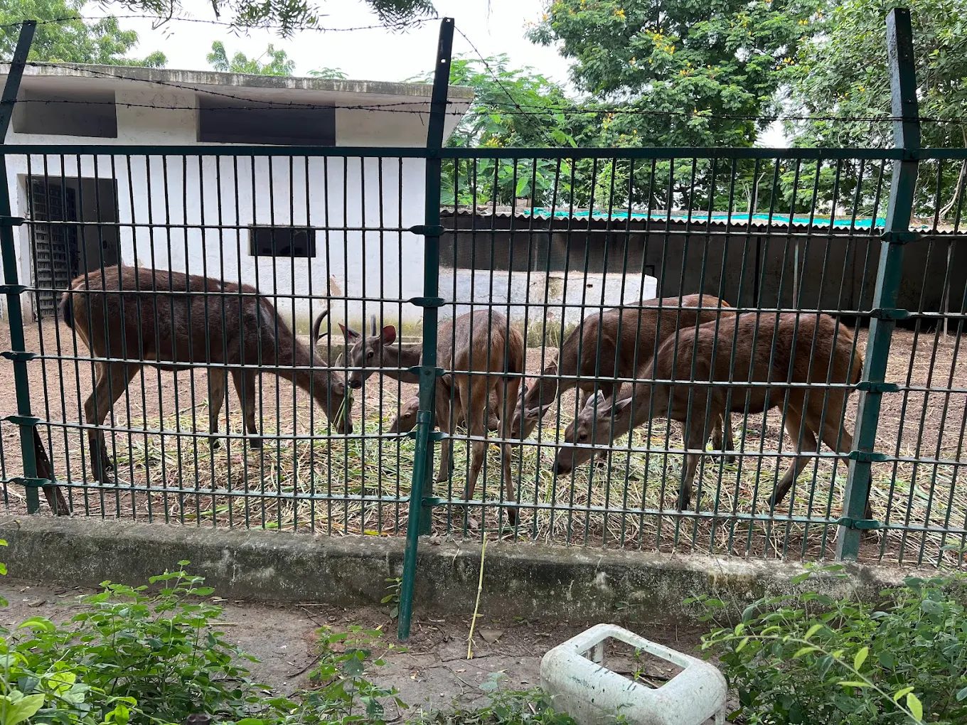 Kankaria Zoo — photo 2